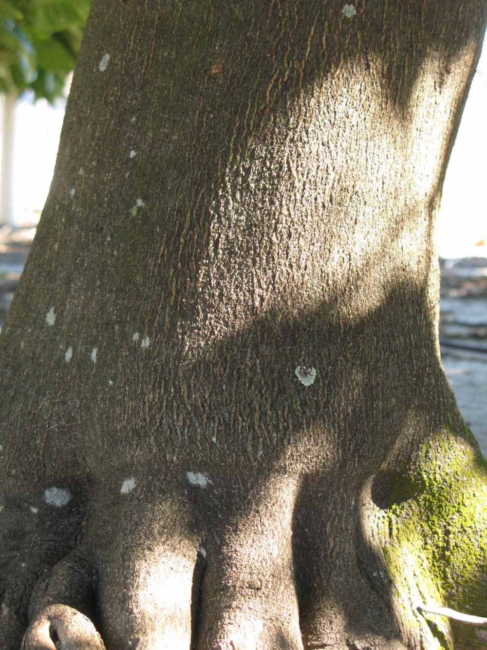              Bark (Winter Haven, FL)       